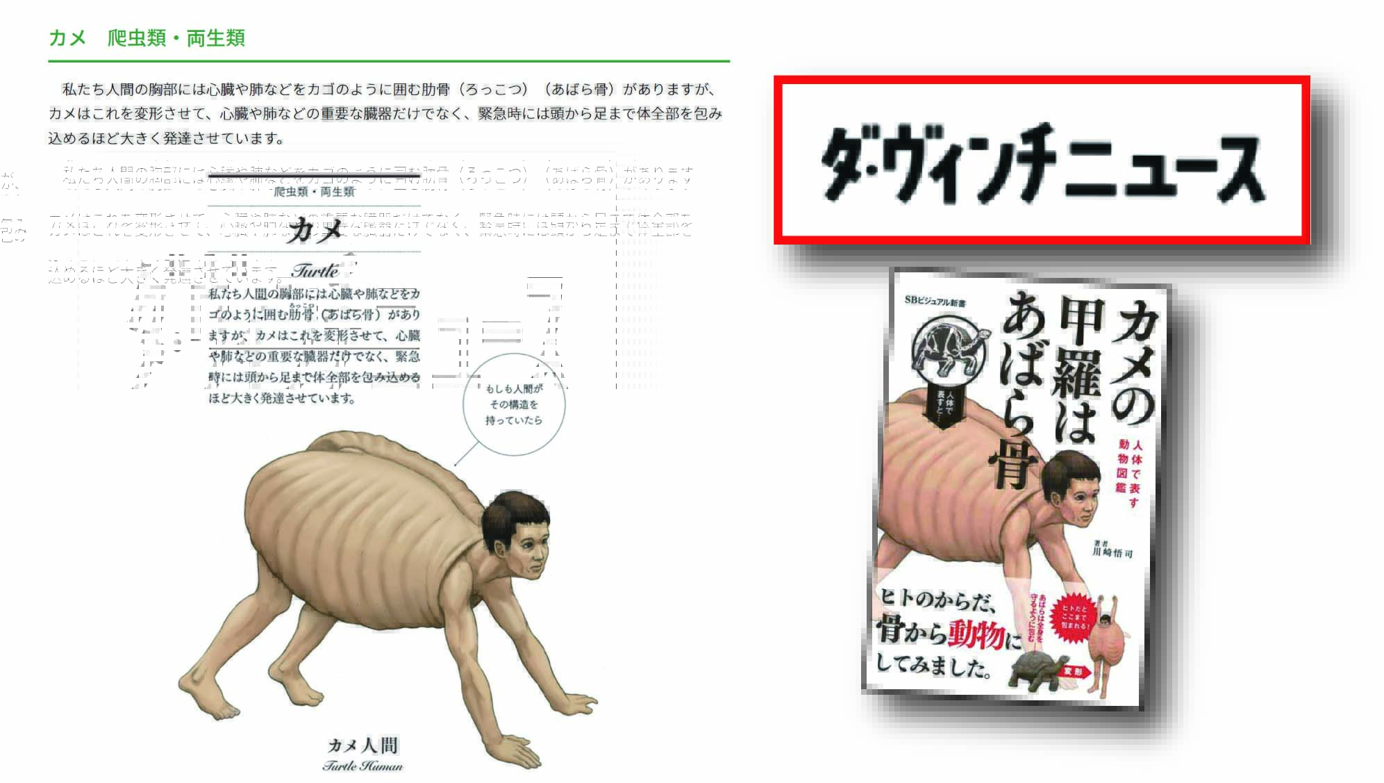 Twitter 上的 山上昌彦 ダヴィンチnews に カメの甲羅はあばら骨 川崎悟司 著 Sb新書 の記事がup Amp 配信されました 動物の体の一部をヒトの体で表現したイラストで動物たちの体のつくりを体感する全く新しい動物図鑑です T Co Ycr4fbrphi T