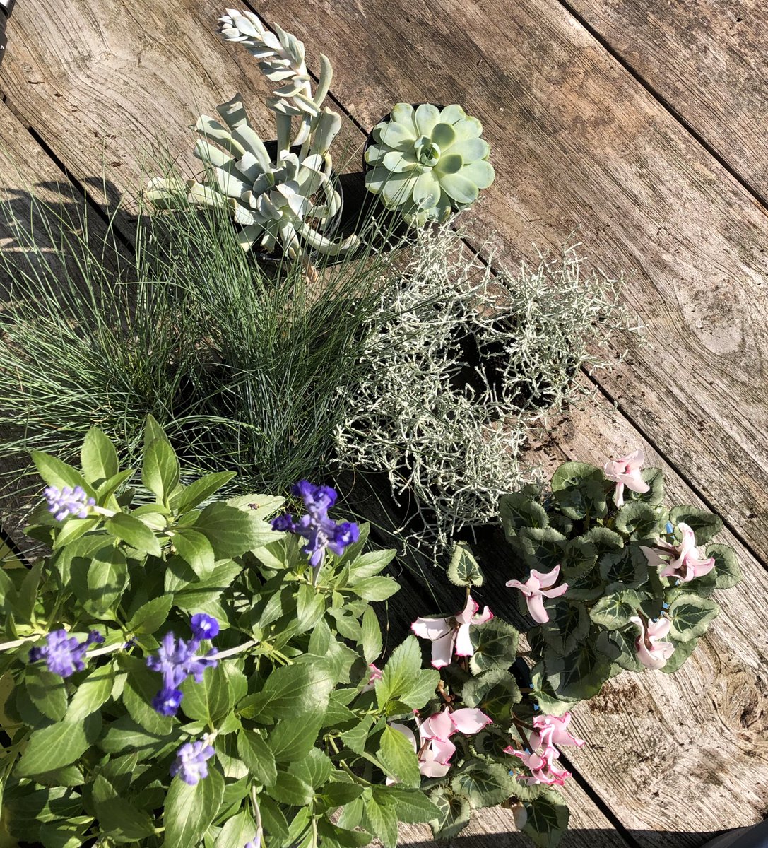 plant_based_pod's tweet photo. TONIGHT ๐ At 7pm be ready to watch our next plant based tv episode as we plant up some funky containers...hit subscribe on YouTube to be the first to watch ๐๐ป
#pbptv #plantbasedtv #theplantbasedpodcast #peoplethatloveplants https://t.co/xxL1hrAO0t