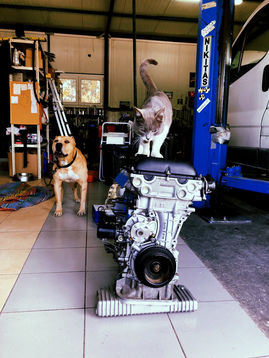 zfgarage's tweet photo. Meanwhile in zfgarage .. #sr20det #zfgarage #pitbull #cat https://t.co/KUkjTOI0WO