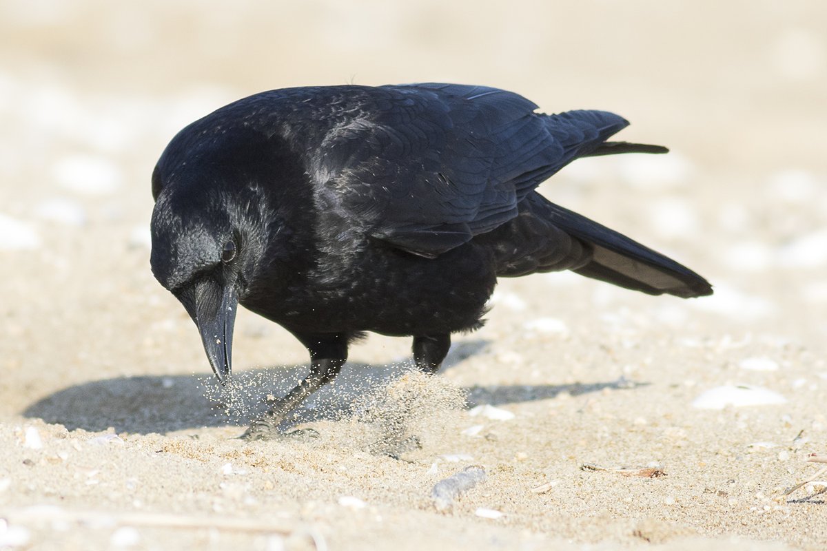 宮本 桂 砂を払いのけるカラス 食べ物の隠し場所かも 宮本 桂 砂を払いのけるカラス 食べ物の隠し場所かも