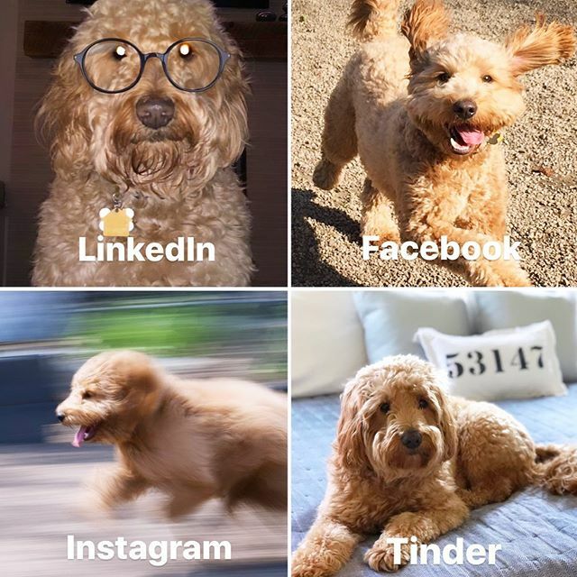 Normally, I’m all business 🐾🥰#chicagodoodles #goldendoodle #minigoldendoodle #dollypartonmemechallenge  #whatwoulddollydo #dollypartonchallange ift.tt/2RP3fLH