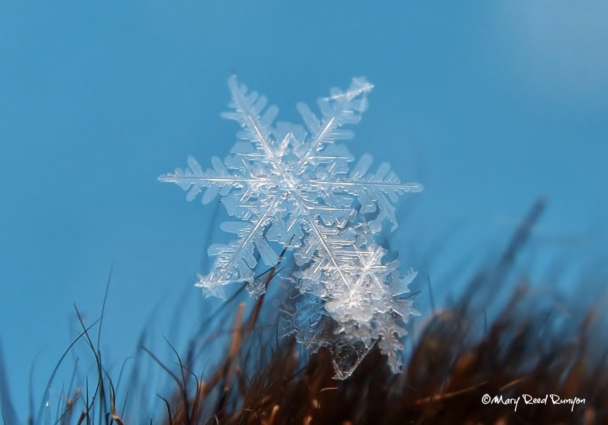 MaryReedRunyon1's tweet photo. No 2 #snowflakes alike! ❄️🥰 @StormHour @SnowHour @ThePhotoHour @EarthandClouds @MacroHour #snowflake #winter #snow #winter #snowpics #macrophotography  #SnowflakePics #macro https://t.co/nEb0XHzrNG