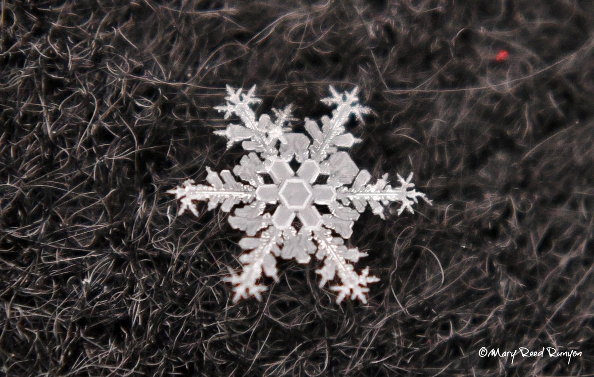 MaryReedRunyon1's tweet photo. No 2 #snowflakes alike! ❄️🥰 @StormHour @SnowHour @ThePhotoHour @EarthandClouds @MacroHour #snowflake #winter #snow #winter #snowpics #macrophotography  #SnowflakePics #macro https://t.co/nEb0XHzrNG