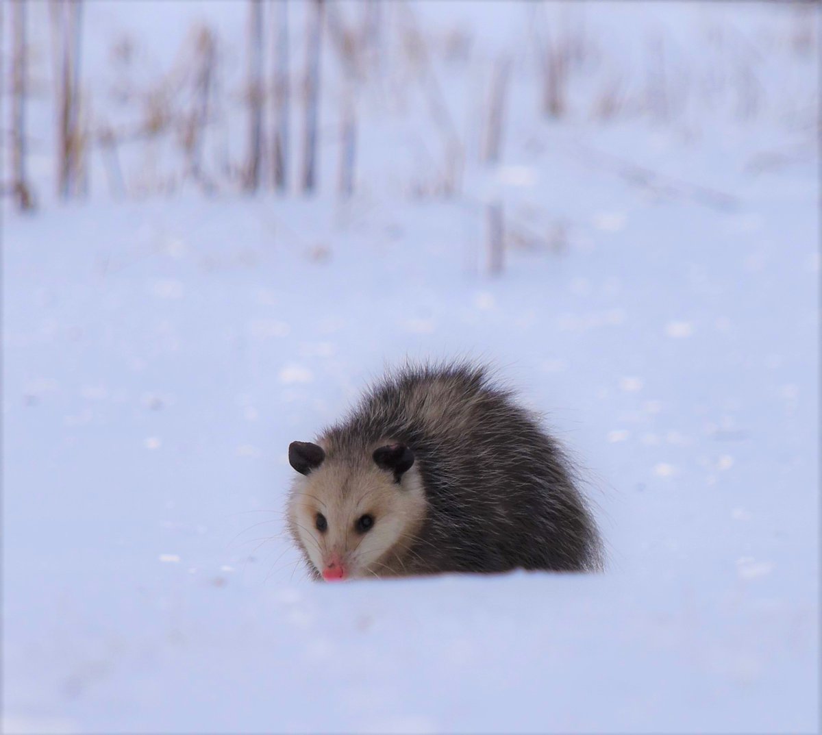 DiscoverMCCD's tweet photo. Why do opossums and raccoons seem to waddle when they walk? It is because they move opposite front and hind feet at the same time (as shown here). This can make their tracks in snow even more interesting! https://t.co/0ejVsv6xP4