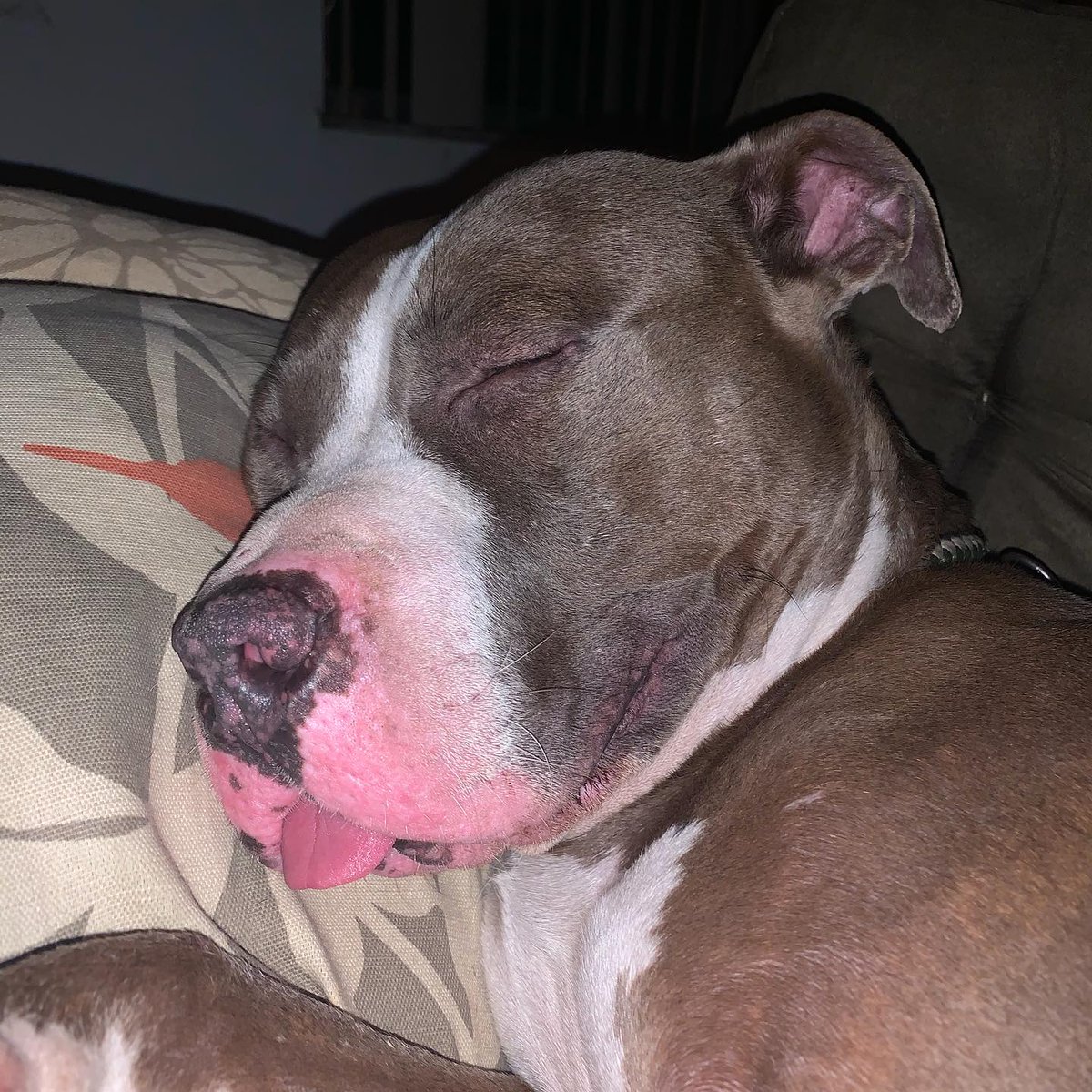 What's your #SundayMotivation? Our is saving lives.
Meet Dusty. He would love a home of his own. 
#dusty #BeAHero #adoptdontshop #bestfriend #loyal