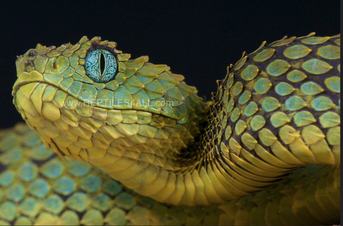 ChrisCaleo's tweet image. A snake said this to me in a dream last night...

Shadow artists are artists who aren't making the art of their soul or not making art at all... stay away from their energy,

#snakes
#dreams
#shadowartists
#screenwriting
#writing