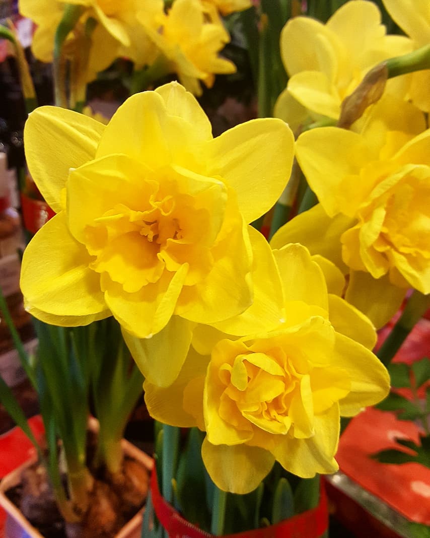 ট ইট র Kwanmeiyi62 26 01 週日年初二新年必備的 寒冬仙女 水仙花 Narcissustazetta 別名 中國水仙 天蔥 雅蒜水仙花在過年象徵思念表示團圓 Happynewyear 鼠年快樂