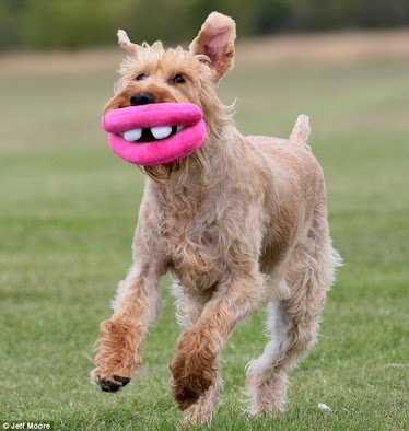 abhiabh25815278's tweet image. I Don't want to take her name because she is So irritating aur mai faaltu logon ka naam nhi leta..
Aur jo v @BB13Official  Daily dekhte hai Wo Toh pehchaan hi gye honge Rare picture of her..

#BiasedBBTargetsAsim 

#ScriptedBB13