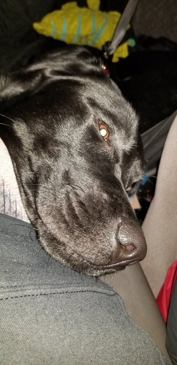 TheTzila's tweet image. This was me in the car last night asking mummy if we were home yet. 

I had day two of a zombie deading conference at @skidsrun with #zshq potential candidates I'm trying to recruit. Wowza, they were a handful, and I'm wiped! We're taking a day off today! #AreWeThereYet