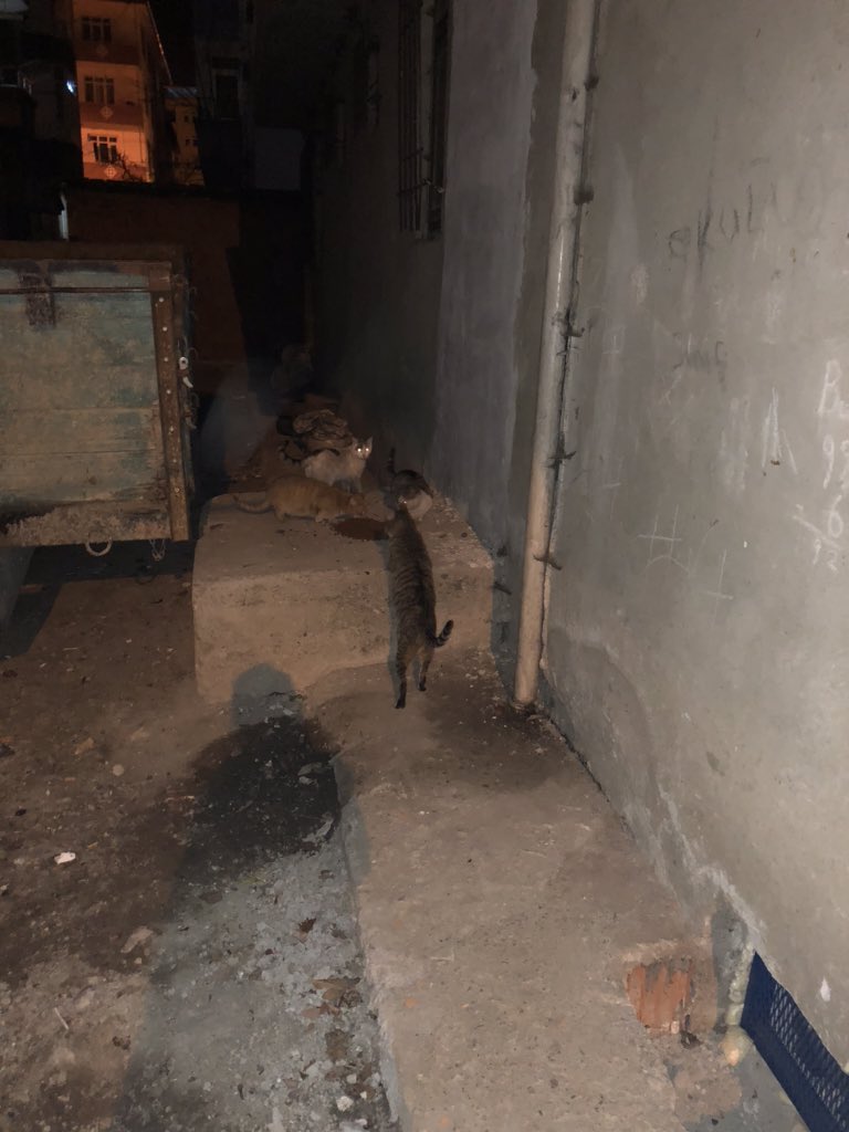 Canashaysev's tweet photo. Soğuk günlerde lütfen onları unutmayalım,sevmiyo olabilirsiniz bali zarar vermeyin ,onlarında can taşıdığını unutmayın besleme yaptığım evlatlar hala korkak hala çekinerek gelirler yanıma ,benim içim acıyor onları öyle görünce yapmayın vermeyin onlara zarar 😔😔 https://t.co/alNxSOCnh3
