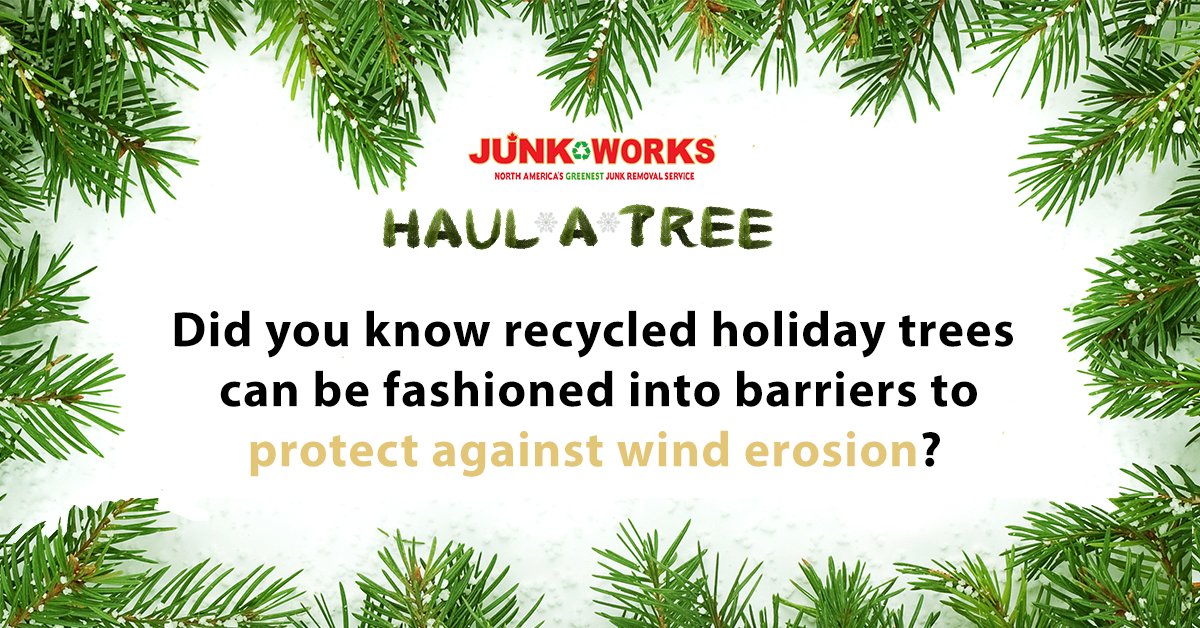 HamiltonJunk's tweet photo. January may be the chilliest time of the year, but recycling your holiday tree now could protect the beaches you visit in the warmer months. Contact Junk Works to haul away your holiday tree for free: https://t.co/YHlTBOdbyz #HaulATree #JunkWorks https://t.co/hl5IWADC4L