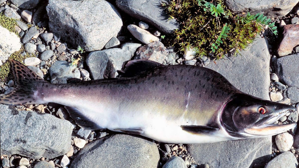 First year with invasive pink salmon in official catch statistics. More than 19000 pink salmon were reported caught in Norway in 2019 #InvasiveSpecies (14000 in rivers and 5400 in the sea, 31.6 tonnes) ssb.no/jord-skog-jakt… @kwvollset @NINAnature @NINAforskning