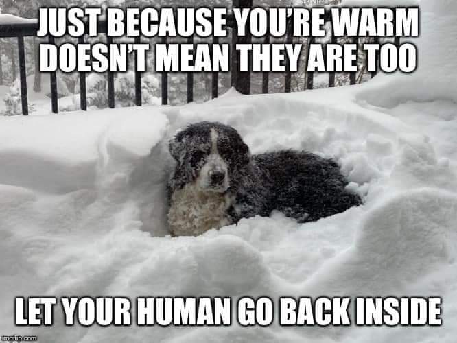 Bernese_Chloe's tweet image. 🤣🤣👌🏼 I can totally relate to this! My hooman is ALWAYS ready to go back inside before me 😉
#SundayMorning #Dog #snowday