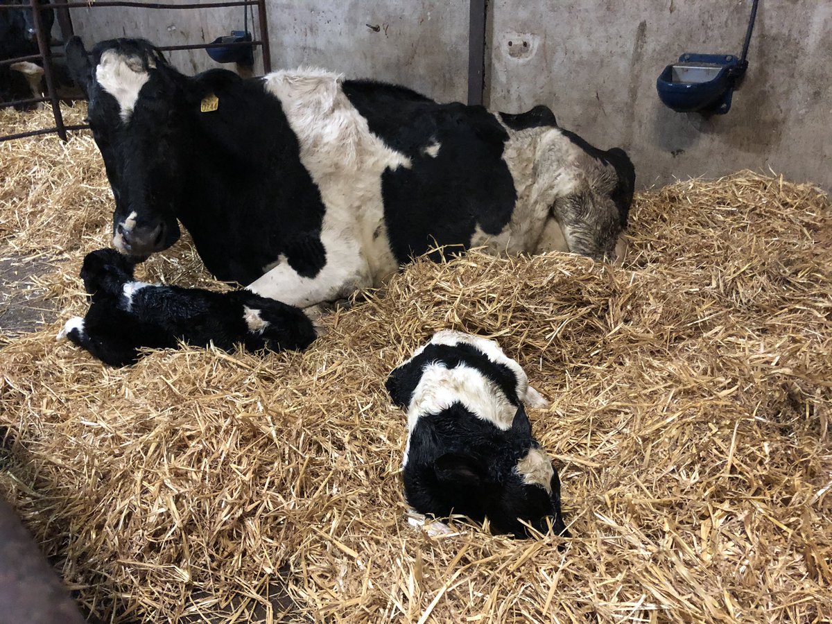 miriamw99's tweet photo. 3rd set of twin fresian heifers in 4 years 💪💪 #littlebonus https://t.co/Wthg2GcstP