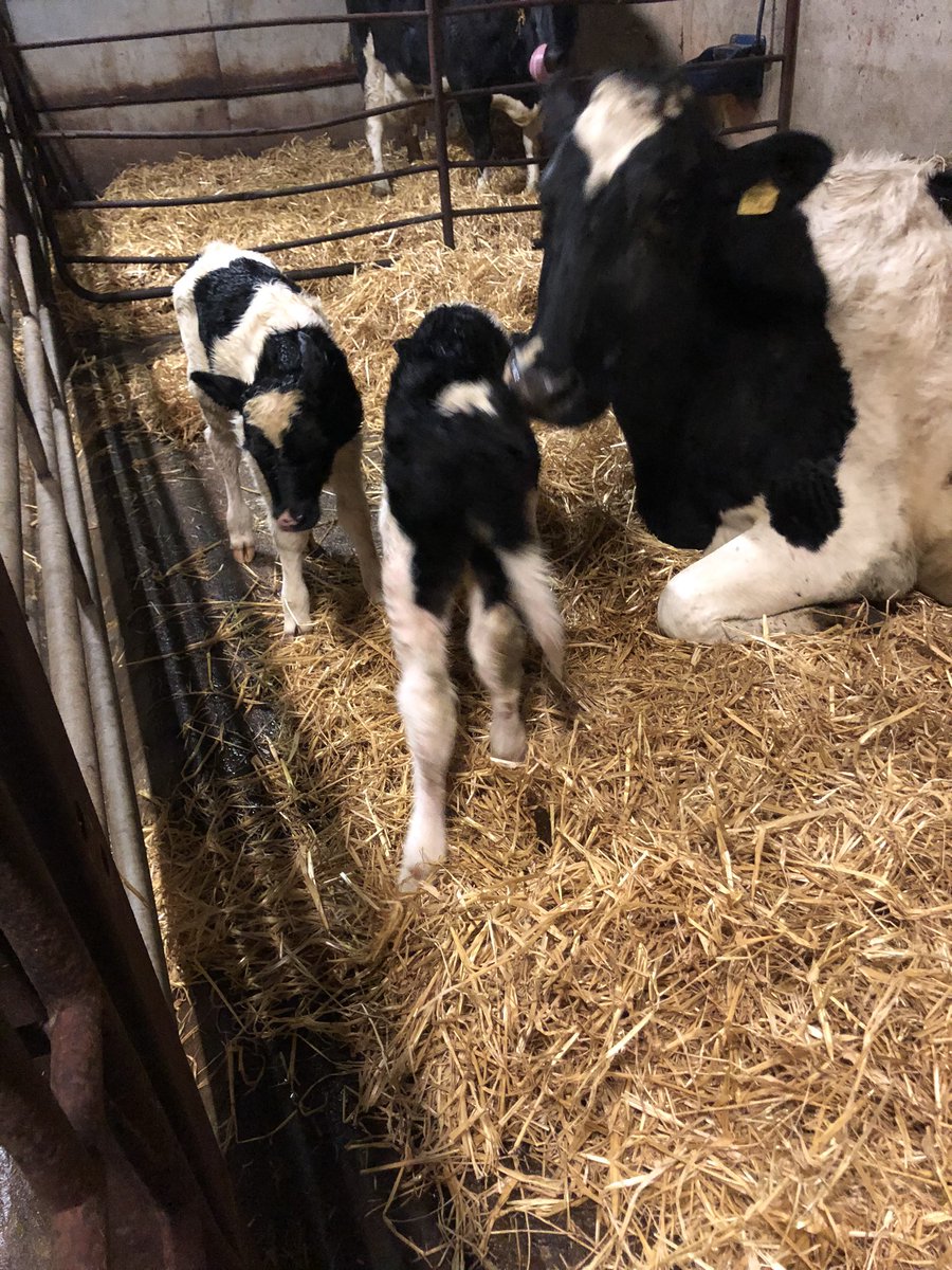 miriamw99's tweet photo. 3rd set of twin fresian heifers in 4 years 💪💪 #littlebonus https://t.co/Wthg2GcstP