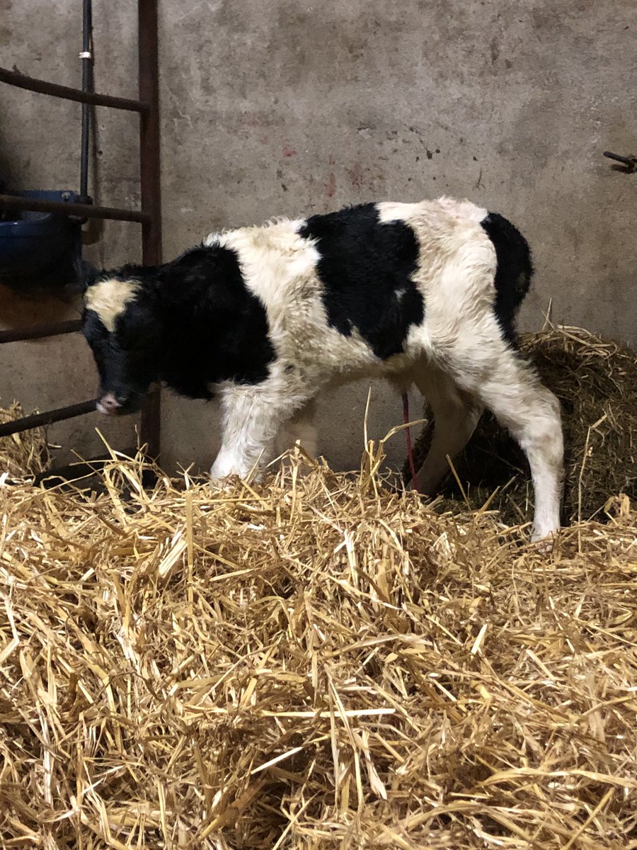 miriamw99's tweet photo. 3rd set of twin fresian heifers in 4 years 💪💪 #littlebonus https://t.co/Wthg2GcstP