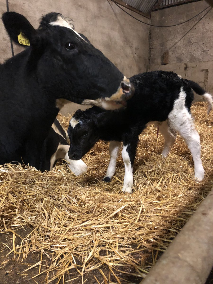 miriamw99's tweet photo. 3rd set of twin fresian heifers in 4 years 💪💪 #littlebonus https://t.co/Wthg2GcstP