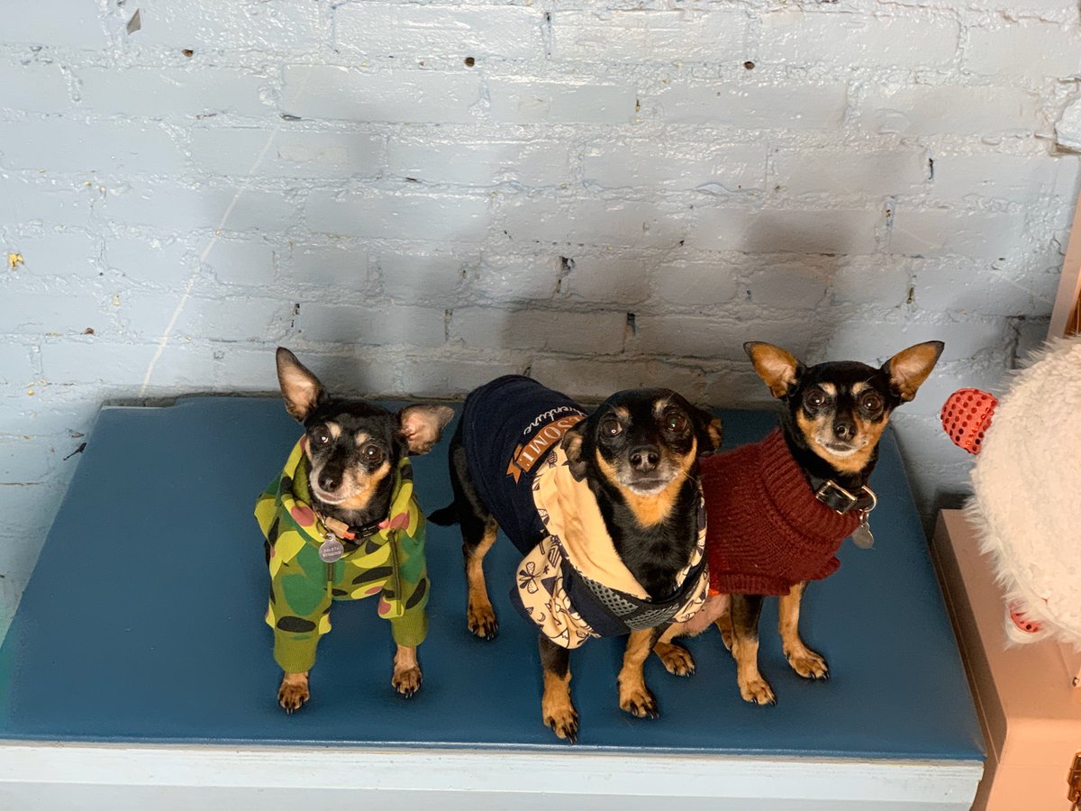 Sparta's <a href="/silliously/">Sparta the MinPin 💚🌱</a> family reunion (@ Boris &amp; Horton - <a href="/borisandhorton/">borisandhorton</a> in New York, NY w/ @thracianmusic) swarmapp.com/c/2MU5qZ2p7f5