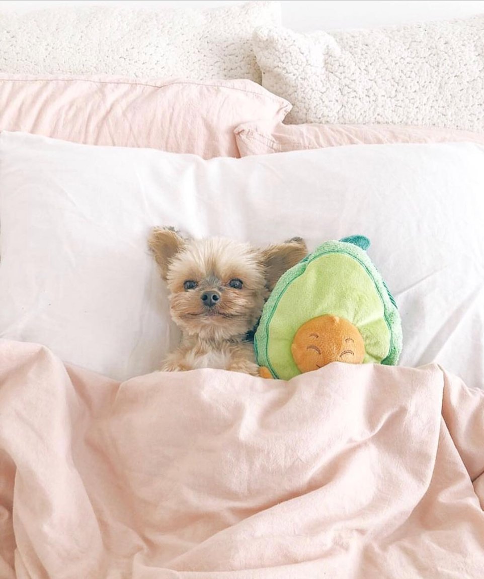 medlieveggies's tweet photo. Do not disturb. I am very busy... 🐶🥑 #sundaymood #weekendvibes⁠
⁠
📷 via @duckytheyorkie https://t.co/6qneqEcLwg
