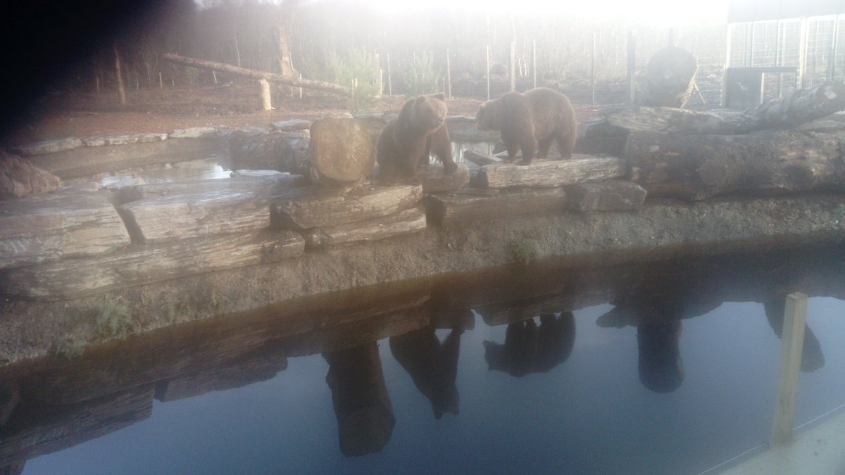 #Walkingonthewildsidetoday #checkingout #Bears #Wolves #WildIreland #Donegal #Wellworthavisit #100daysofwalking