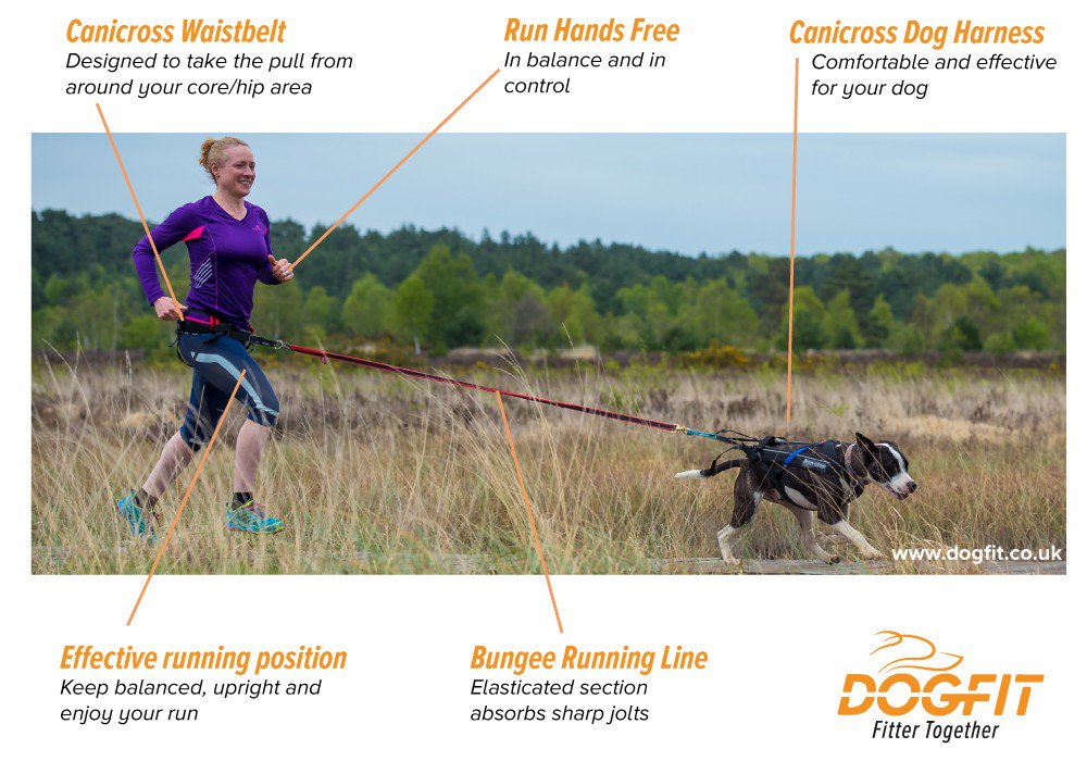 dogfit harness