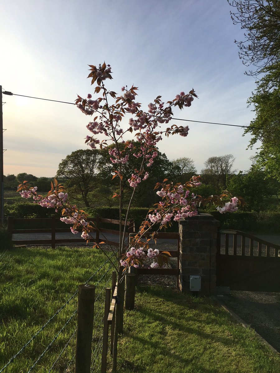 Day 1 of my life in 7 pictures
Rules: no words, no people.
Challenge someone new each day. 
I was challenged by <a href="/Cousins_Gary/">Gary Cousins</a> 
Today I challenge <a href="/SoniaP_LiA/">Sonia Pearcey MBE RGN</a>