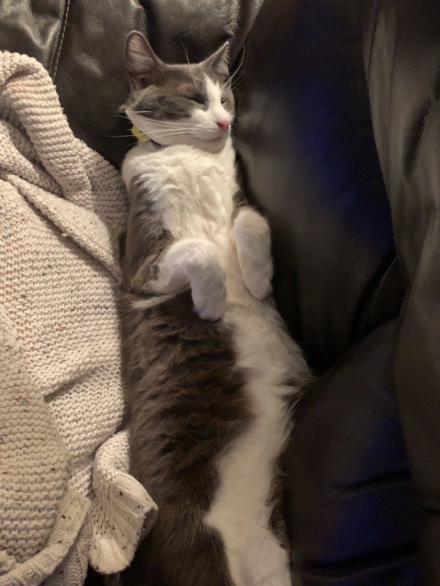Top_Cat67's tweet photo. Do you think his comfortable https://t.co/PIAJoOerdP
