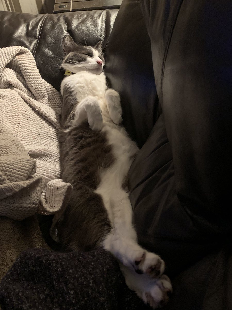 Top_Cat67's tweet photo. Do you think his comfortable https://t.co/PIAJoOerdP