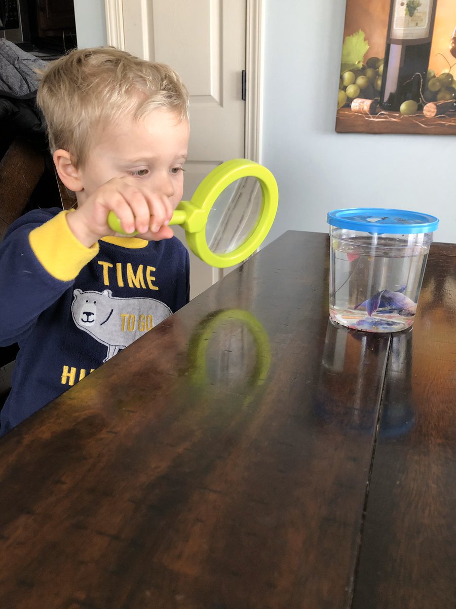 stuartscience's tweet photo. When Mom teaches science, you do some #athomescience with Rowdy 🐟 #adventuresofrowdythebluebetta #labfish #apparentlyhes7meterstall https://t.co/XHNPfJzcSt