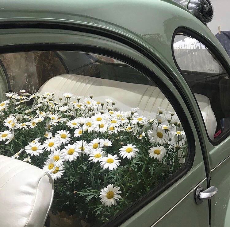 أزهر بتفاصيلك الجميلة دون أن يسقيك أحد."

 #ترم_جامعي