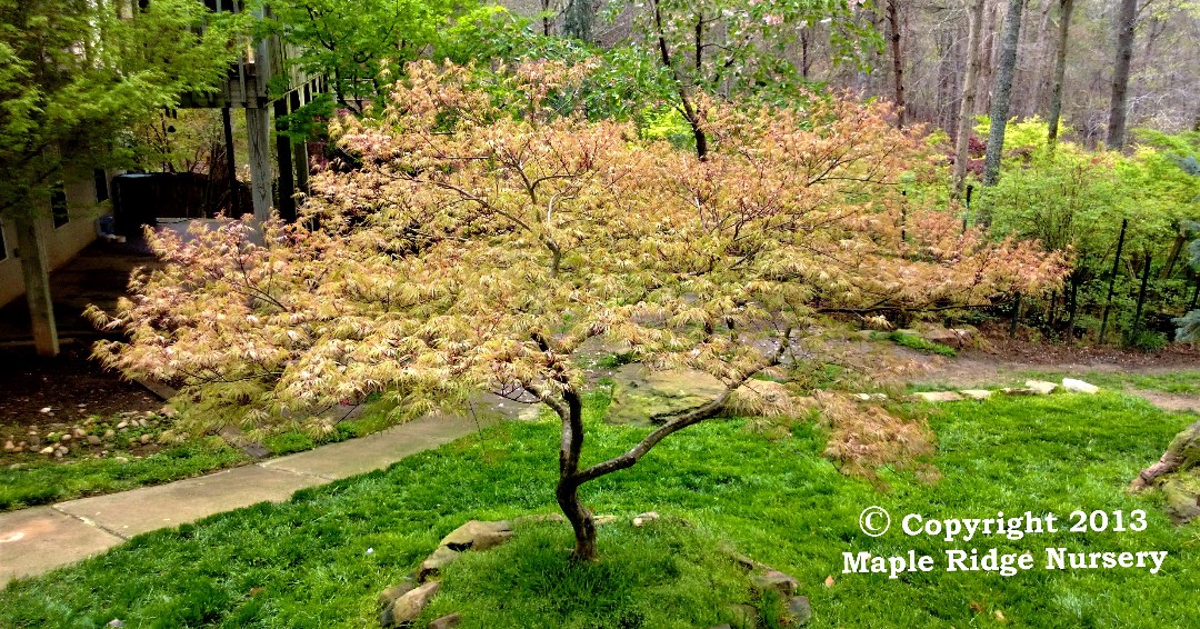 themapleridge's tweet photo. Acer palmatum 'Baldsmith' is among a group of Japanese Maples that maintain various degrees of red, green, and pink throughout the seasons. #japanesemaples #laceleaf #dissectum
Learn More: https://t.co/OR9c1fsH04
Availability: https://t.co/th8i9binHu
Call to order: 770-987-4066 https://t.co/MgTm8HTkCu