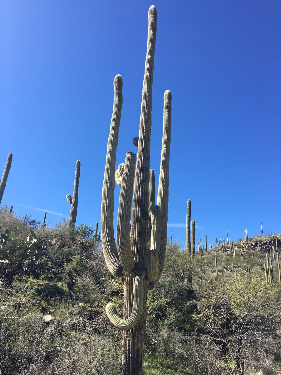 A couple really interesting Saguaros we came upon wandering a new trail we found yesterday. Another gorgeous January Sabino Canyon hike. @FriendsSabino @SabinoCanyonAZ @VisitTucsonAZ #saguarocactus