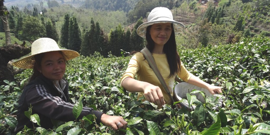 TeaSource's tweet photo. Amy Chen (right) has owned her own tea business since 2004. She specializes in teas unique to Guangxi Province & has always been dedicated to quality. Her teas speak for themselves.
Buy Jasmine Young Snow here: https://t.co/dhUzy2xpmk
#jasmine #greentea #TSDirectSource #Guangxi https://t.co/57e7caGx7U