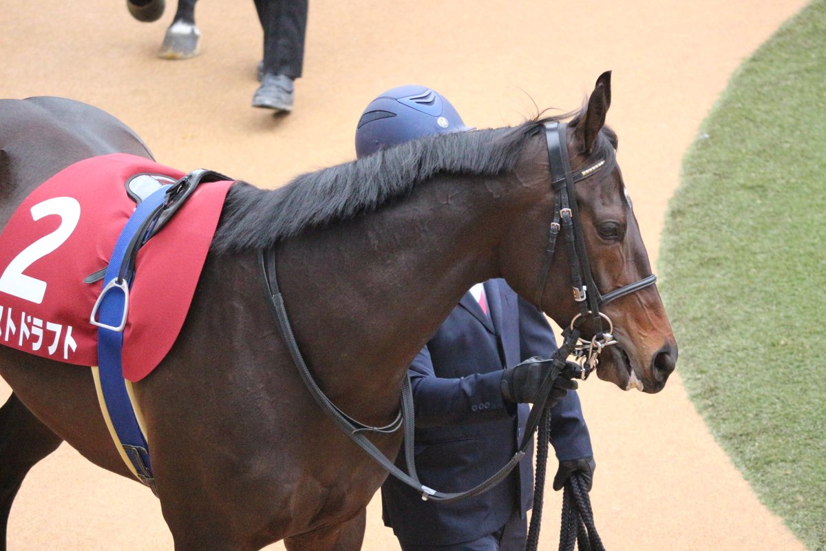 HiyoshiPocket's tweet photo. 2020/01/26
#ラストドラフト
#オイシン・マーフィー
#社台RH
#AJCC
#アメリカジョッキークラブカップ
#LastDraft
#中山競馬場 https://t.co/Ozj9VItwce
