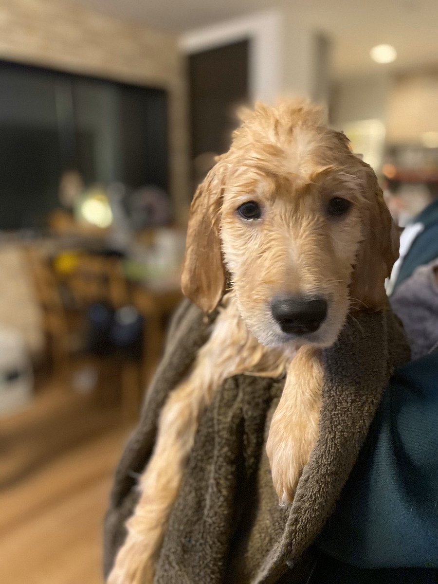 Xxxnozom Xxx Pa Twitter 濡れても頭のトップの毛は たっとる ꉂꉂ ᵔᗜᵔ 笑ッ お風呂上がりアレン君ᙏ ゴールデンレトリバー 犬 わんこ お風呂 びちゃびちゃ ぶちゃかわ ゴールデンレトリーバー まぬけ顔 なんとも言えない顔 暴れる 何秒前