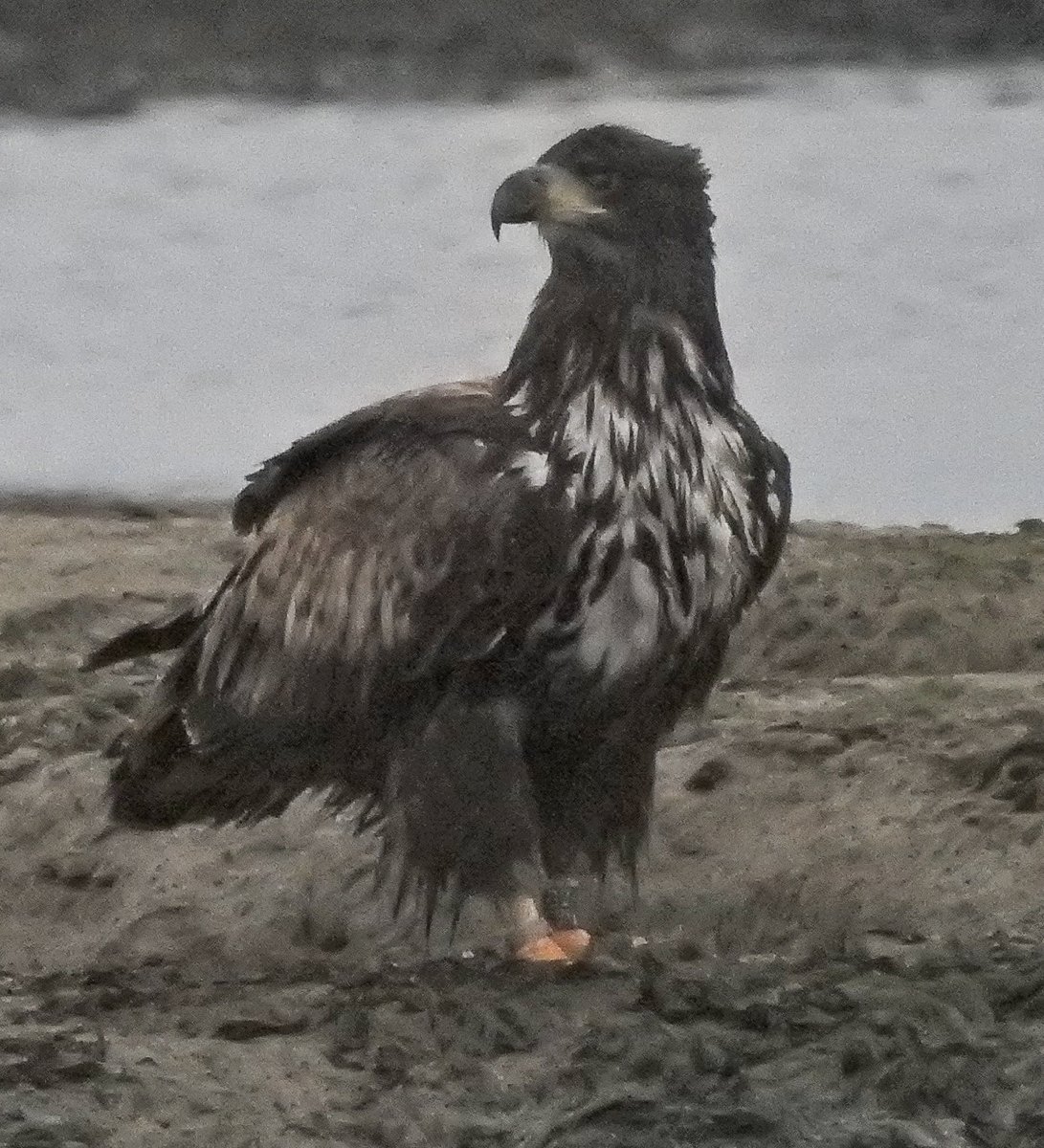Today's delayed January <a href="/WeBS_UK/">Wetland Bird Survey</a> count at Newtown welcomed a new counter to the team, male G2_74 I think. <a href="/SeaEagleEngland/">Sea Eagle England</a> <a href="/RoyDennisWF/">Roy Dennis Foundation</a> <a href="/skyeandfrisa/">Skye and Frisa</a> <a href="/timmackrill/">Tim Mackrill</a>
