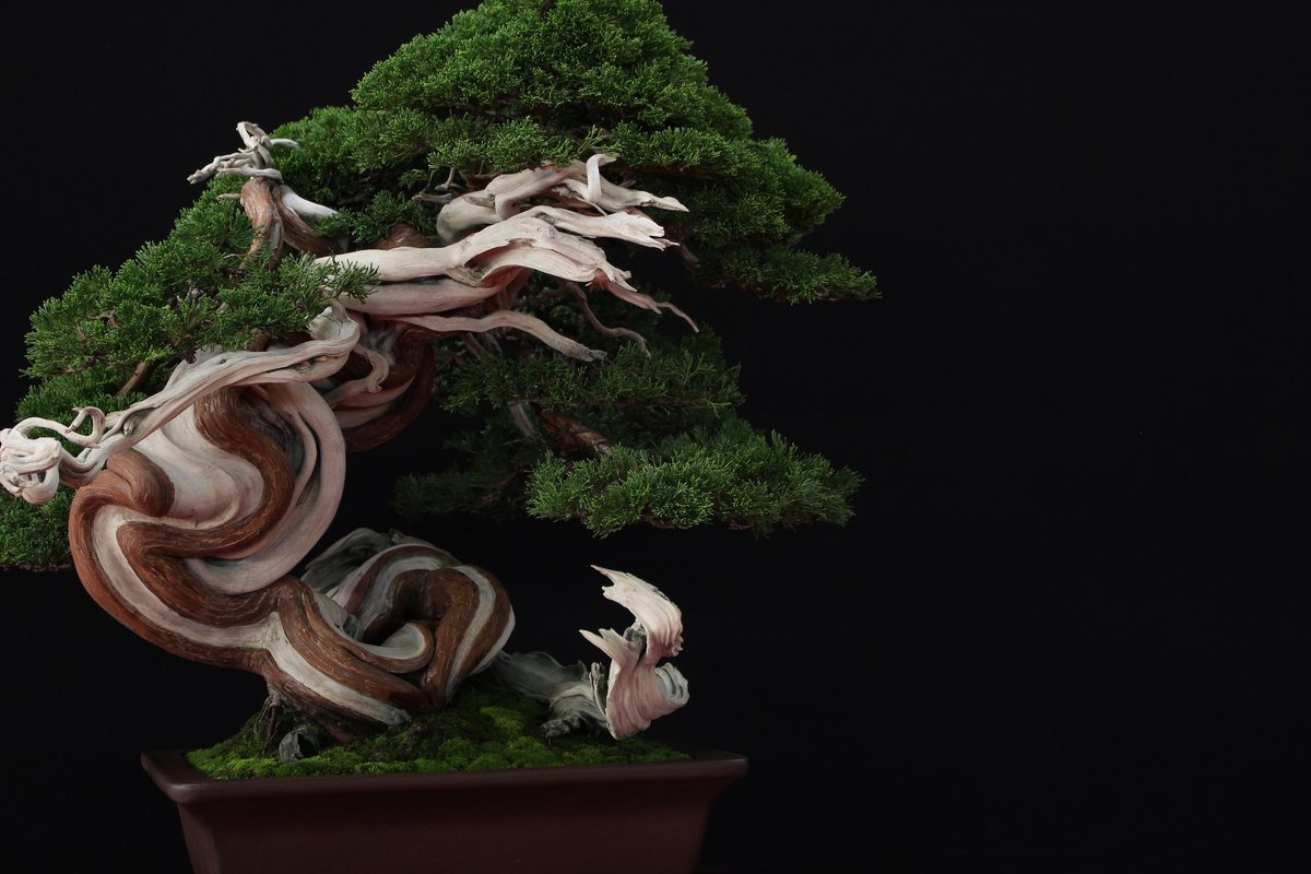 Bonsai Empire On Twitter Deadwood And Twisting Live Veins Too Much Or Just Perfect Bonsai Bonsaitree Tree Çæ¯ Çæ ½ Penjing Art Nature