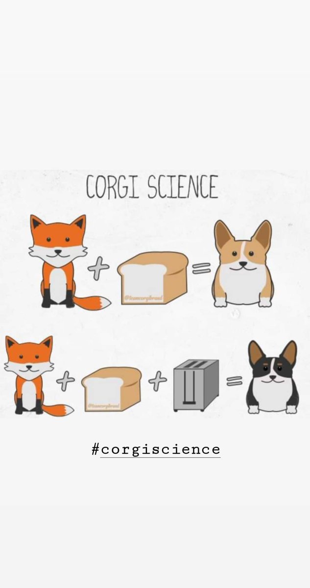 How corgis are made! 
#corgi #corgiig #corgioffacebook #corgiofinstagram #corgifeed #corgination #santaanadog #santaanacorgis #link #zelda #linkandzelda #pembrokewelshcorgi #corgibutt #corgiaddict #corgifeed #corgicuteness #corgiscience