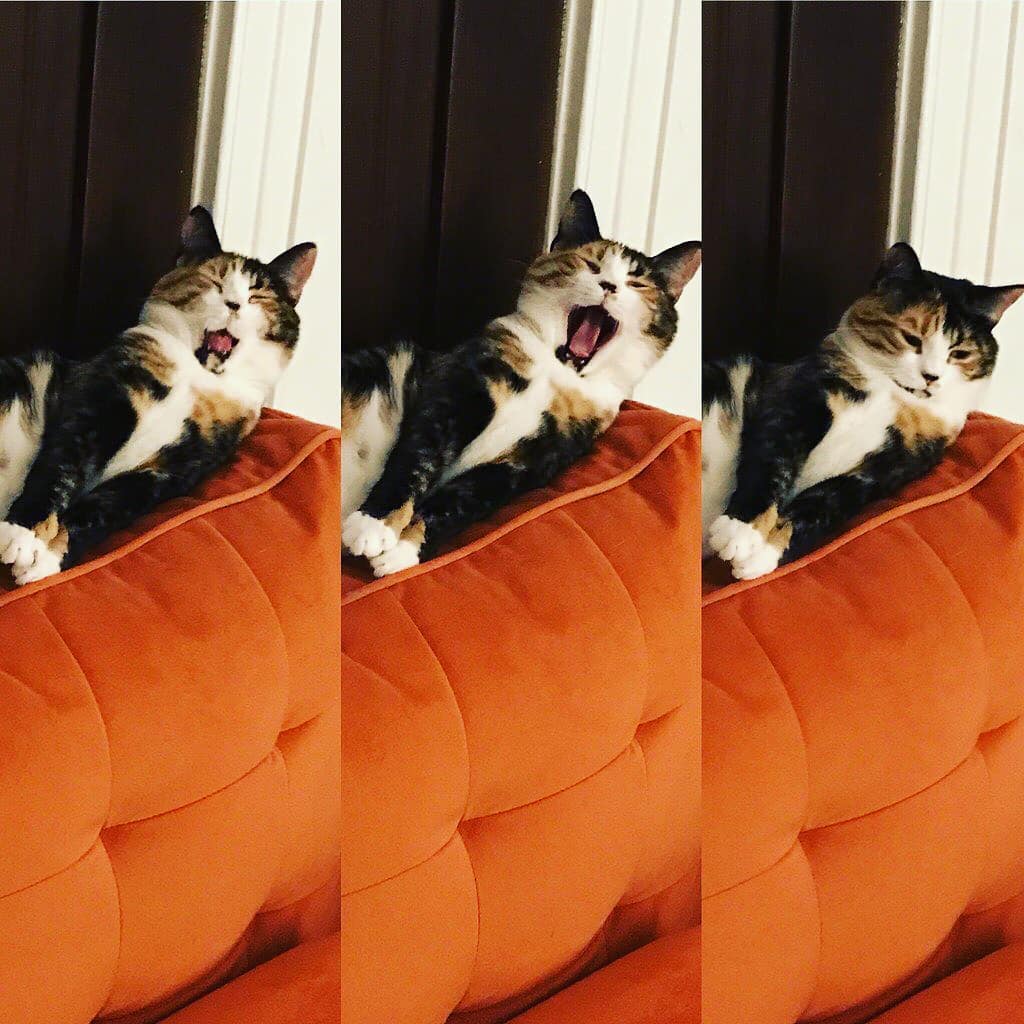 axencat's tweet photo. Happy 
Tongueouttuesday from Marmite! 👅
Follow👉@love_llycat
Tag👉@love_llycat 👌👌
😺😺 #tongueouttuesday #cat #cats #catsagram #catstagram #instagood #kitten #kitty #kittens #pet #pets #animal #animals #petstagram #petsagram #photooftheday #catsofinstagram #ilovemycat https://t.co/3vtug7oRR2