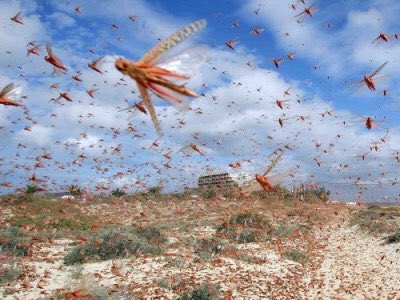Chronicles-2 7:13
If I shut up heaven that there be no rain, or if I command the locusts to devour the land, or if I send pestilence among my people