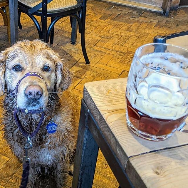 We love Dog Social! ❤️ Thank you to everyone who came this morning, our biggest turn out so far! Thank you Andy @secretlifeofdogswws and thank you @leia_looney for this 👌 photo 🐾 ift.tt/38FaE6Z