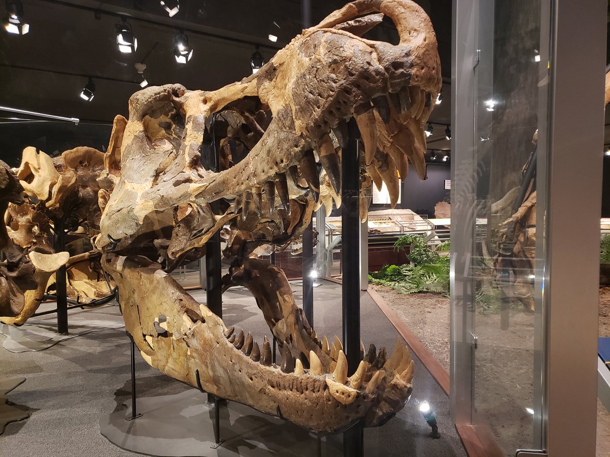 NewsManBoyer's tweet photo. Just a sneak preview of what the @MORPaleo has going on...#BeautifulAndDeadly now open! If you like dinosaurs, then I'm sure you'll like to see some of these living #reptile beauts. #reptiles #Montana #Bozeman #LizardDad https://t.co/pHQanGrxjT