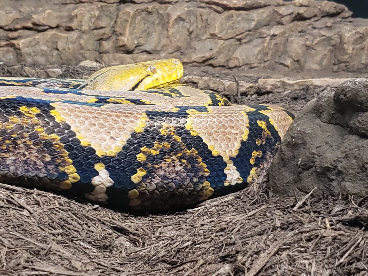 NewsManBoyer's tweet photo. Just a sneak preview of what the @MORPaleo has going on...#BeautifulAndDeadly now open! If you like dinosaurs, then I'm sure you'll like to see some of these living #reptile beauts. #reptiles #Montana #Bozeman #LizardDad https://t.co/pHQanGrxjT