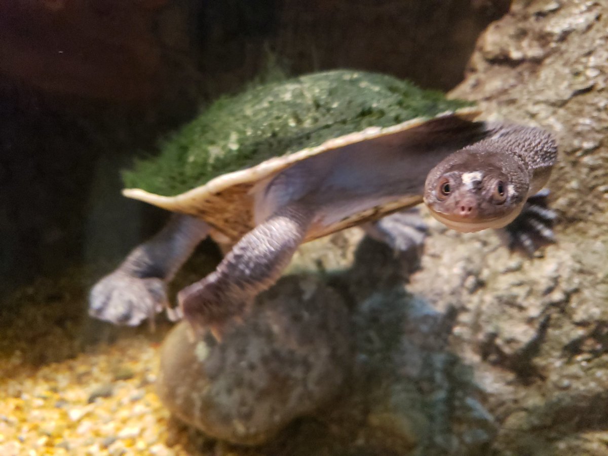NewsManBoyer's tweet photo. Just a sneak preview of what the @MORPaleo has going on...#BeautifulAndDeadly now open! If you like dinosaurs, then I'm sure you'll like to see some of these living #reptile beauts. #reptiles #Montana #Bozeman #LizardDad https://t.co/pHQanGrxjT