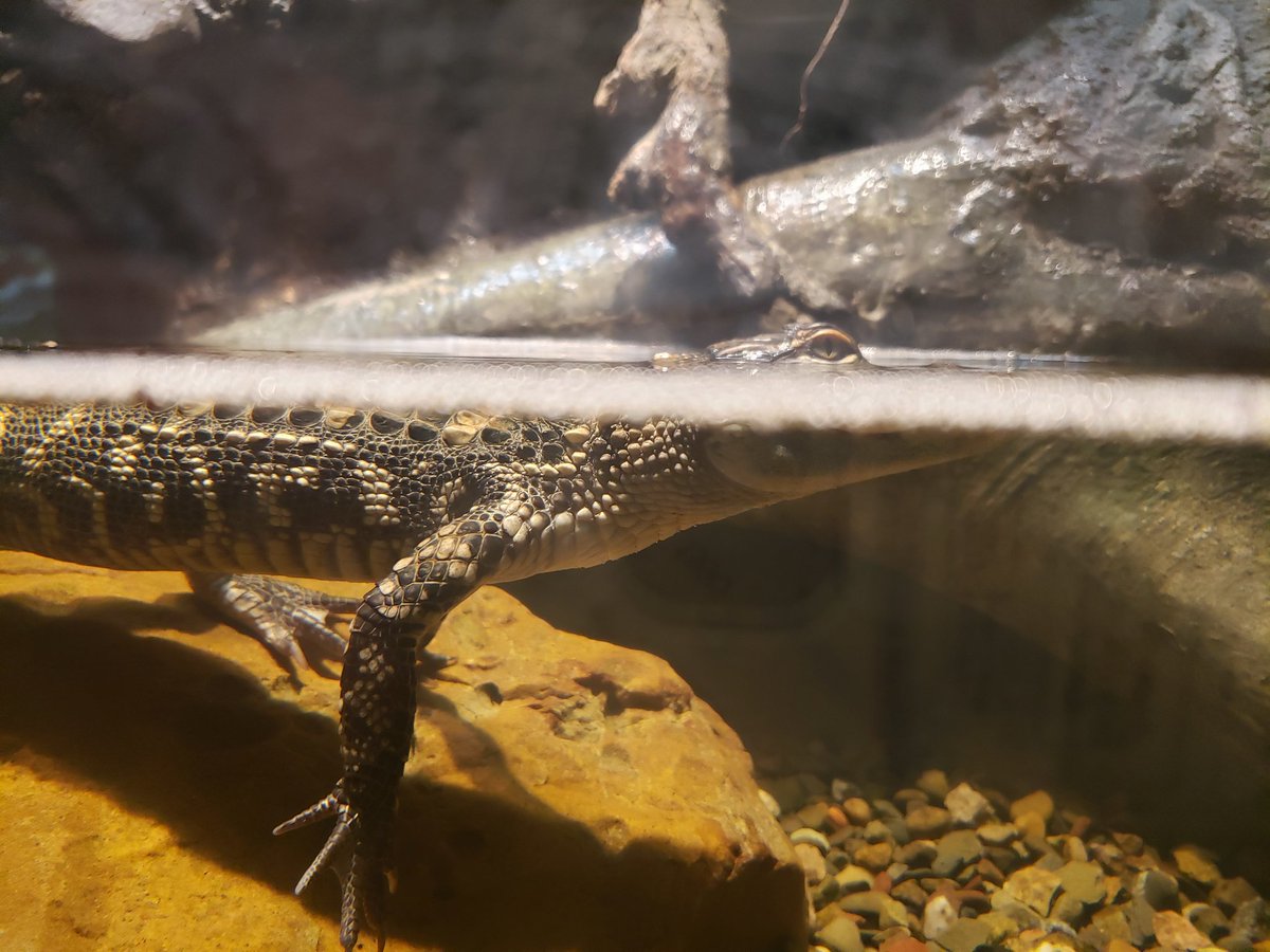 NewsManBoyer's tweet photo. Just a sneak preview of what the @MORPaleo has going on...#BeautifulAndDeadly now open! If you like dinosaurs, then I'm sure you'll like to see some of these living #reptile beauts. #reptiles #Montana #Bozeman #LizardDad https://t.co/pHQanGrxjT