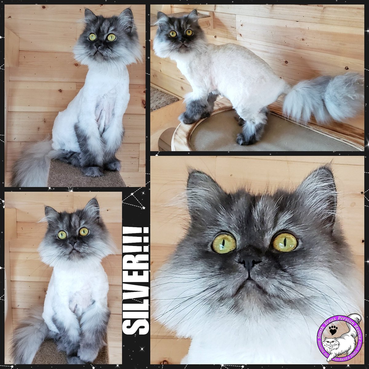 S Tx Persian Rescue Stxprescue Twitter