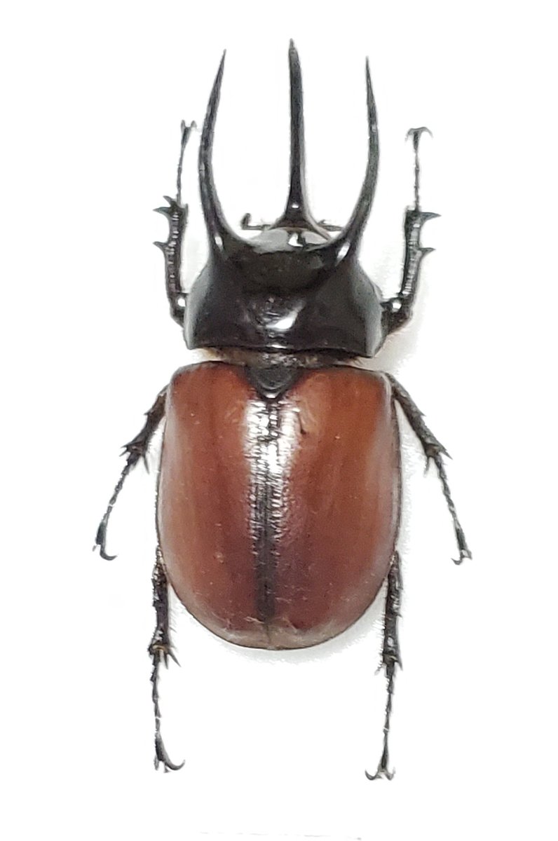 Beckius beccarii beccarii ♂️70㎜ サンボンツノカブト パプア