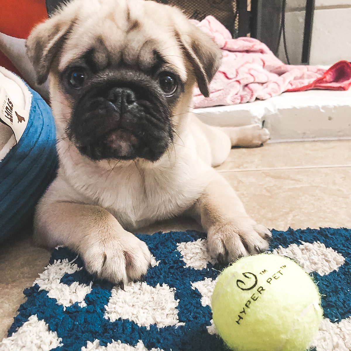 HyperPetToys's tweet photo. Is this a tennis ball or a magic ball? We think it can predict the future! 🎾
📸: IG @franklins_puglife
#pugs #puglife #hyperpuppy #hyperdog #hyperpet https://t.co/e2Tvm9iZMT