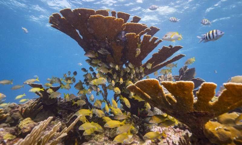 MissionBlue's tweet photo. In the Micronesian Islands Hope Spot, Palau makes waves with a 'reef-toxic' sunscreen ban. https://t.co/kIHMzU4M8g  

via @physorg_com https://t.co/9QwAsOQ4lA