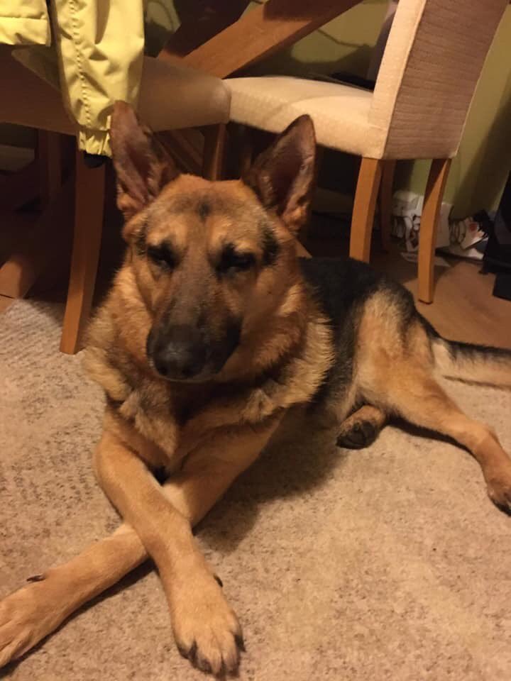 FOSTERFIRST1's tweet photo. Spartan needs a #Foster 

Young male GSD cross 

Not an easy option as he has been through it has this boy, bought over from a Romanian kill shelter, placed in a home which failed then scheduled to be PTS. 

Spartan is dog friendly but not keen on new people. #TeamZay https://t.co/OUv3EowpOb